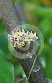 Closeup of a Clusters of Cacao Flowers Blooming Directly from Their Tree Trunk photo