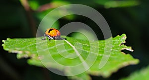 Closeup of Clytra Laeviuscula on Willow Leaf