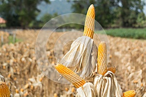 Closeup of Cob Corn in Farming Field