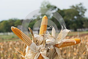 Closeup of Cob Corn in Farming Field