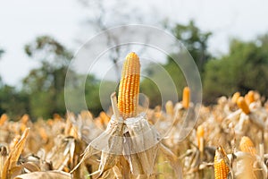 Closeup of Cob Corn in Farming Field