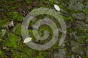 Cobbles covered by moss background