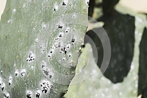 A closeup of cochineal insect bugs on a cactus plant