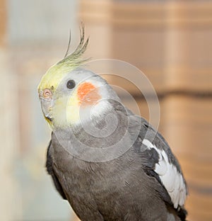 Closeup of a Cockatiel