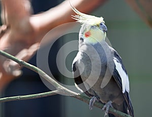 Closeup of a Cockatiel Nymphicus hollandicus with blurry background