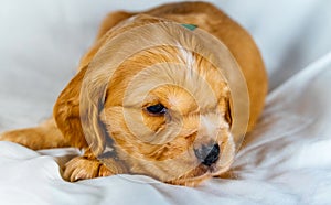 Closeup cocker spaniel puppy dog lies on a white cloth