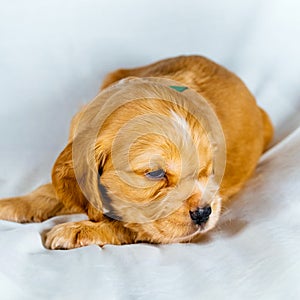 Closeup cocker spaniel puppy dog lies on a white cloth