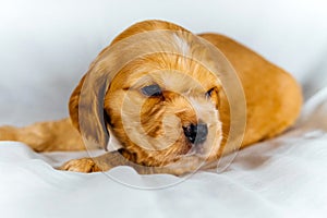 Closeup cocker spaniel puppy dog lies on a white cloth