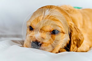 Closeup cocker spaniel puppy dog lies on a white cloth