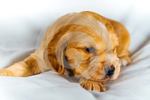 Closeup cocker spaniel puppy dog lies on a white cloth