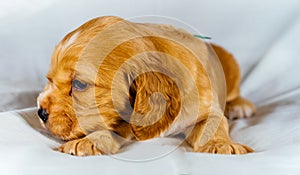 Closeup cocker spaniel puppy dog lies on a white cloth