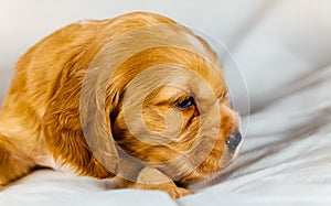 Closeup cocker spaniel puppy dog lies on a white cloth