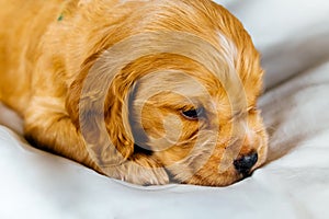 Closeup cocker spaniel puppy dog lies on a white cloth