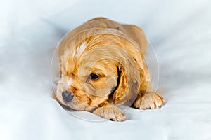 Closeup cocker spaniel puppy dog lies on a white cloth