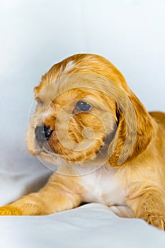 Closeup cocker spaniel puppy dog lies on a white cloth. Front view