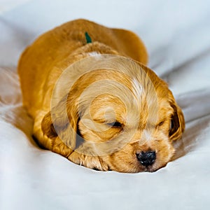 Closeup cocker spaniel puppy dog lies on a white cloth. Front view