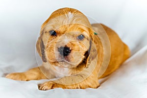 Closeup cocker spaniel puppy dog lies on a white cloth and look on you