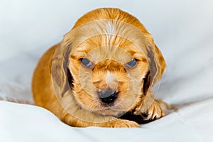 Closeup cocker spaniel puppy dog lies on a white cloth and look on you