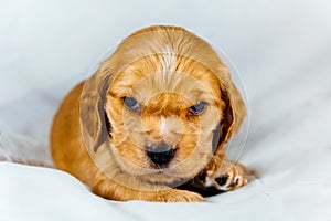 Closeup cocker spaniel puppy dog lies on a white cloth and look on you