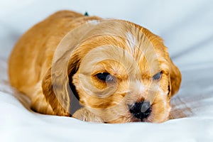 Closeup cocker spaniel puppy dog lies on a white cloth and look on you