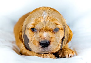 Closeup cocker spaniel puppy dog lies on a white cloth and look on you