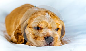 Closeup cocker spaniel puppy dog lies on a white cloth and look on you