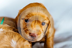 Closeup cocker spaniel puppy dog lies on a white cloth and look on you