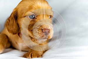 Closeup cocker spaniel puppy dog lies on a white cloth and look on you