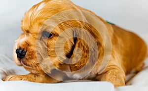 Closeup cocker spaniel puppy dog lies on a white cloth. Side view