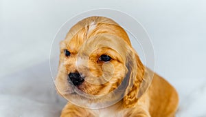 Closeup cocker spaniel puppy dog`s head on a white cloth