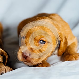 Closeup cocker spaniel puppy dog`s head on a white cloth