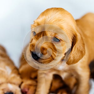 Closeup cocker spaniel puppy dog`s head on a white cloth