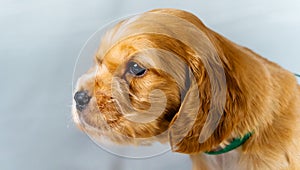 Closeup cocker spaniel puppy dog`s head on a white cloth. Side view