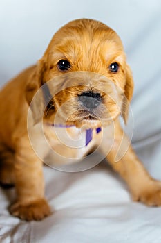 Closeup Cocker Spaniel puppy dog seating on white cloth