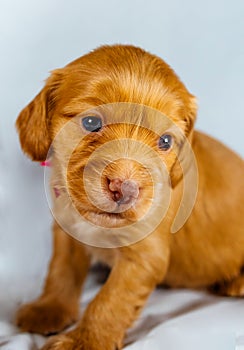 Closeup Cocker Spaniel puppy dog seating on white cloth