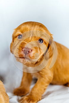 Closeup Cocker Spaniel puppy dog seating on white cloth