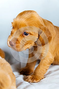 Closeup Cocker Spaniel puppy dog seating on white cloth