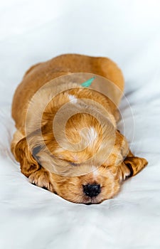 Closeup cocker spaniel puppy dog sleeps on a white cloth