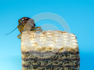 Closeup cockroach on the chocolate wafer, the blue background. Cockroaches are carriers of the disease