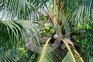 Closeup coconut fruits branch on tree
