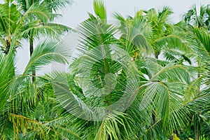 Closeup coconut leaves Background Beautiful