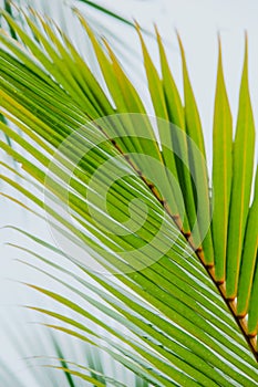 Closeup coconut leaves Background Beautiful motifs of the petiole
