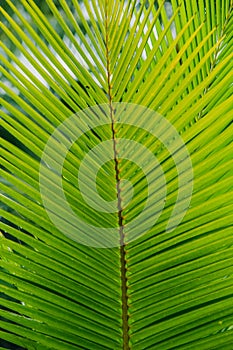 Closeup coconut leaves Background Beautiful motifs of the petiole