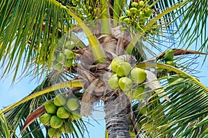 Closeup of a Coconut Palm