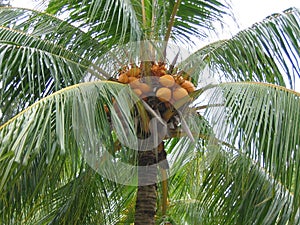 Closeup Coconut Palm Tree