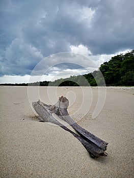 Closeup with the coconut petiole washed-up on the beach during the low tide.