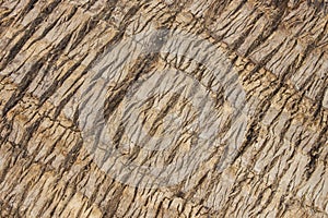 Closeup coconut tree sureface