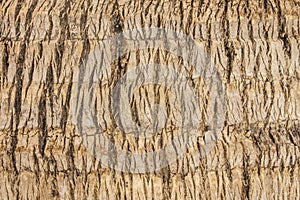 Closeup coconut tree sureface texture