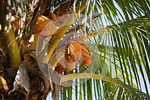 Closeup of coconuts on coconut tree. Indonesia.