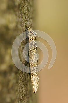 Closeup of a cocoon of the  large birch bright , Taleporia tubulo photo